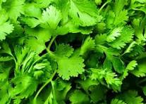 Coriander Leaves (Dhania)