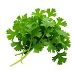 Coriander Leaves (Dhania)