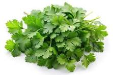 Coriander Leaves (Dhania)